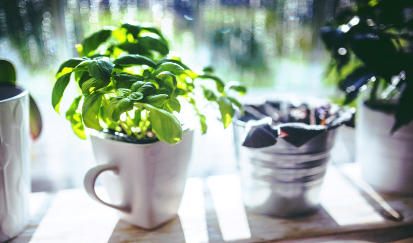 Try a Windowsill Herb Garden