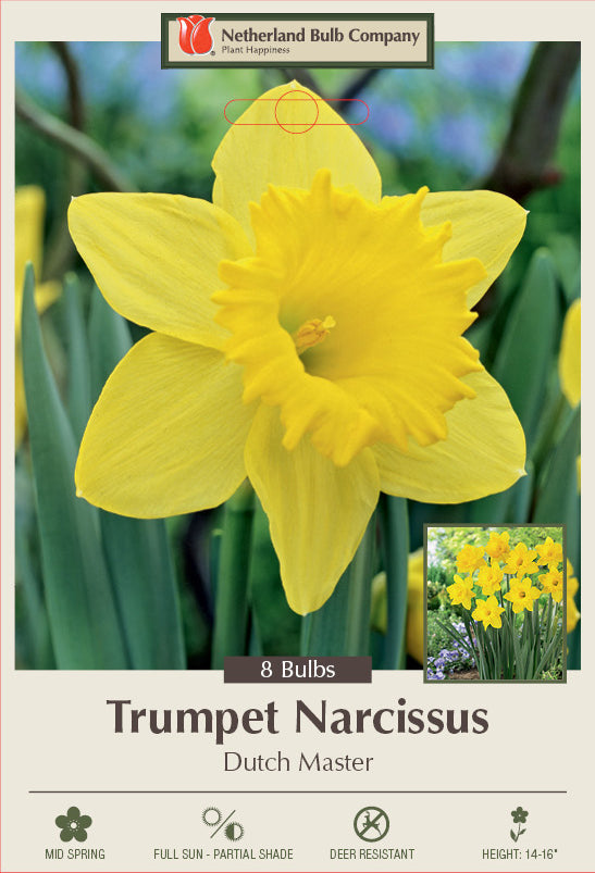 Netherland Bulb Company Trumpet Daffodil Narcissus 'Dutch Master
