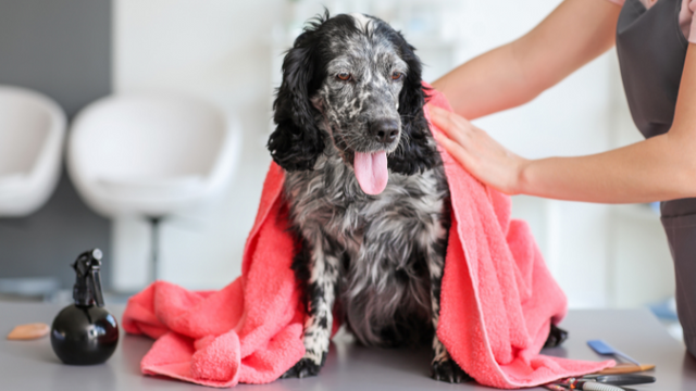 Dog being dried off with a towel