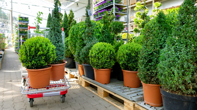 Ferns and hedges at store