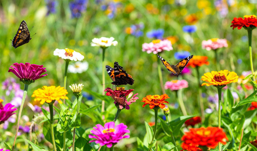 Spring Pollenators How to Encourage Pollinators in Your Garden This Spring
