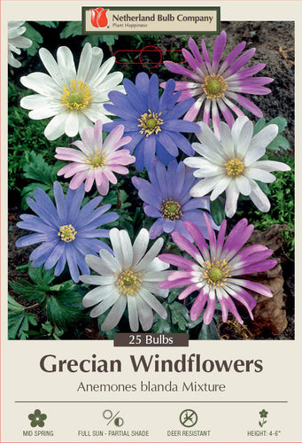 Netherland Bulb Company Grecian Windflowers (25 Bulbs)