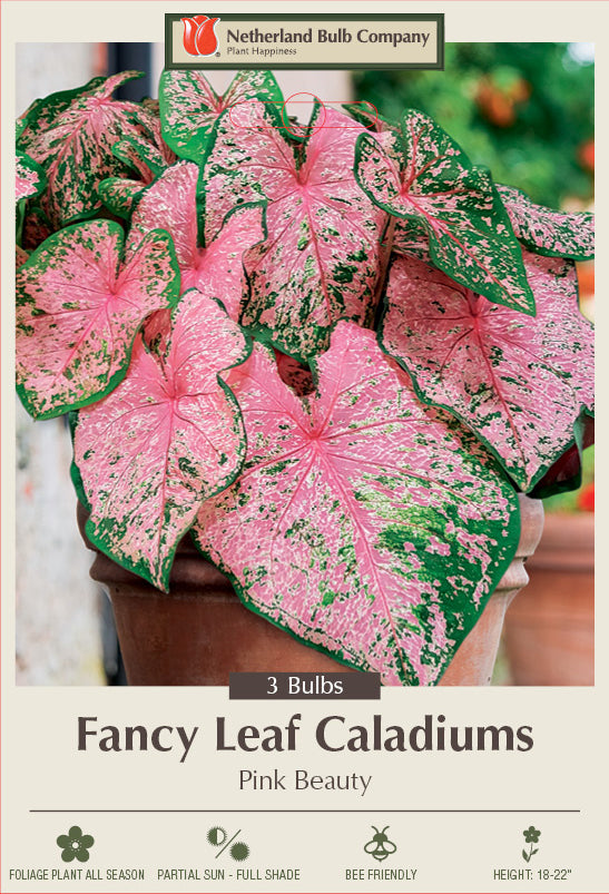 Netherland Bulb Company Fancy Leaf Caladiums - Pink Beauty (3 Bulbs)