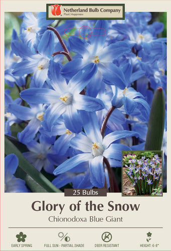 Netherland Bulb Company Glory of the Snow Chionodoxa Blue Giant