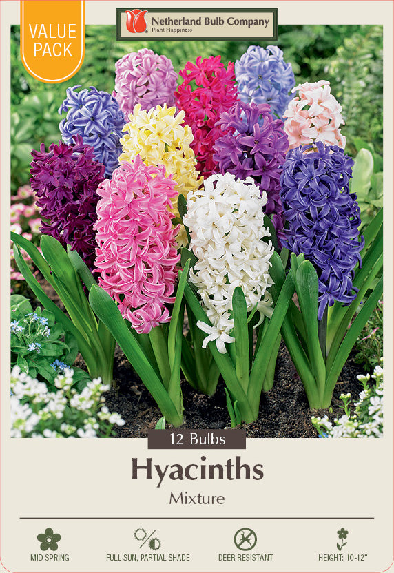 Netherland Bulb Company Hyacinth Mixture