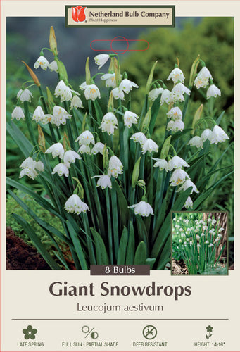 Netherland Bulb Company Giant Snowdrop (8 Bulbs)