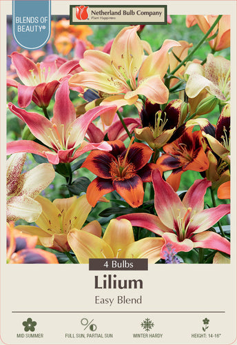 Netherland Bulb Company Lilium  'Easy Blend' (4 Bulbs)