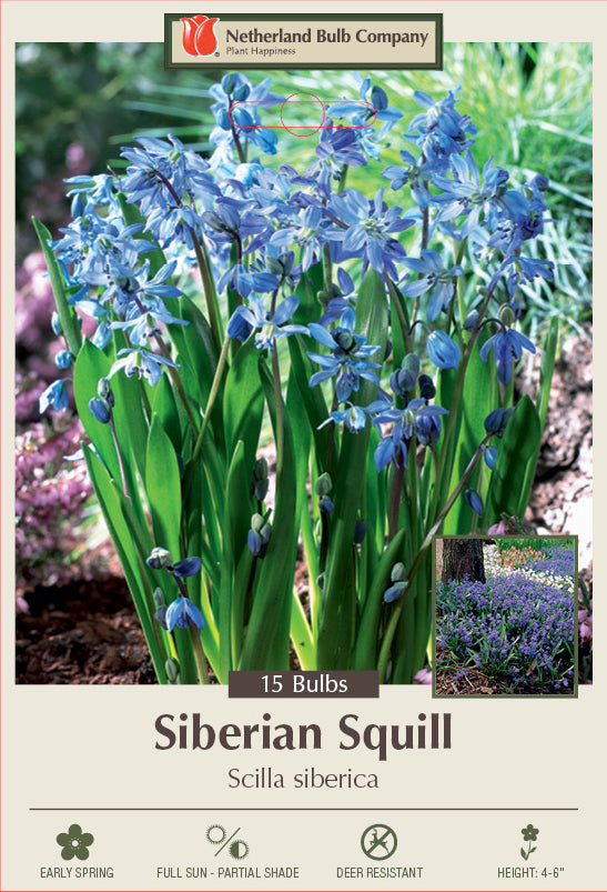 Netherland Bulb Company Siberian Squill (15 Bulbs)