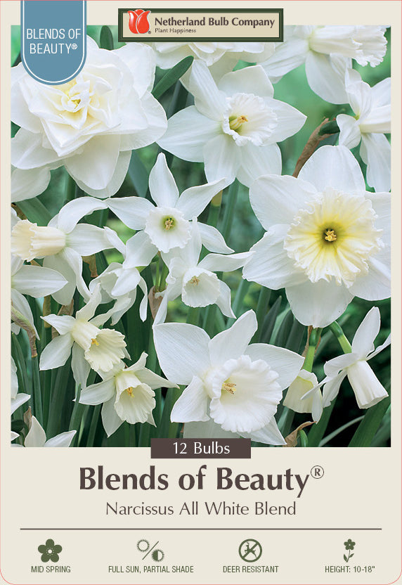 Netherland Bulb Company Blends of Beauty® Narcissus All White Blend