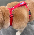 Baydog Chesapeake Dog Harness