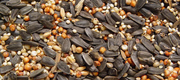 Close-up view of a variety of bird seeds including sunflower seeds, millet, and other grains, showcasing the diverse mix for wild birds.