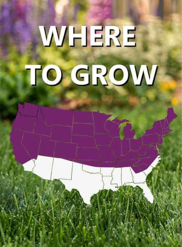 Jonathan Green Black Beauty® Heavy Traffic Grass Seed