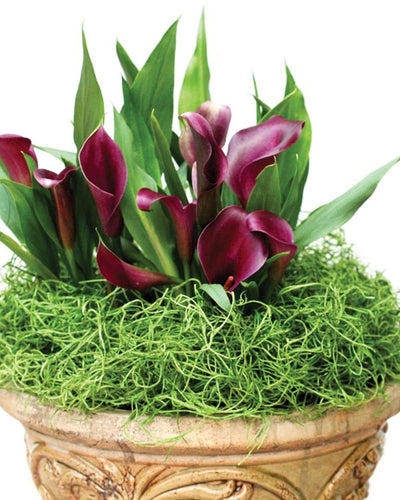 Super Moss Preserved Spanish Moss