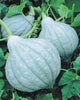 Seedway Hubbard Blue Squash (Treated Seed)