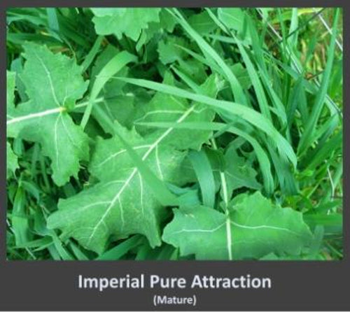 Whitetail Institute Imperial Pure Attraction (26 Lb)